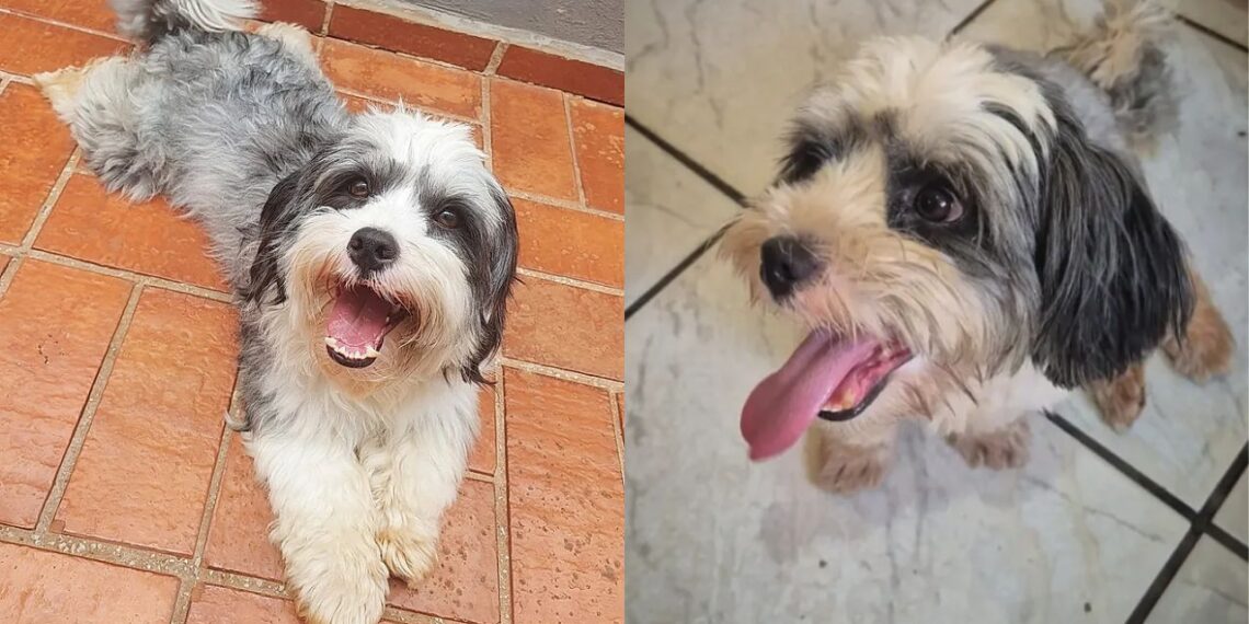 A história de um cão devolvido dias depois mostra a importância da adoção responsável