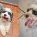 A história de um cão devolvido dias depois mostra a importância da adoção responsável