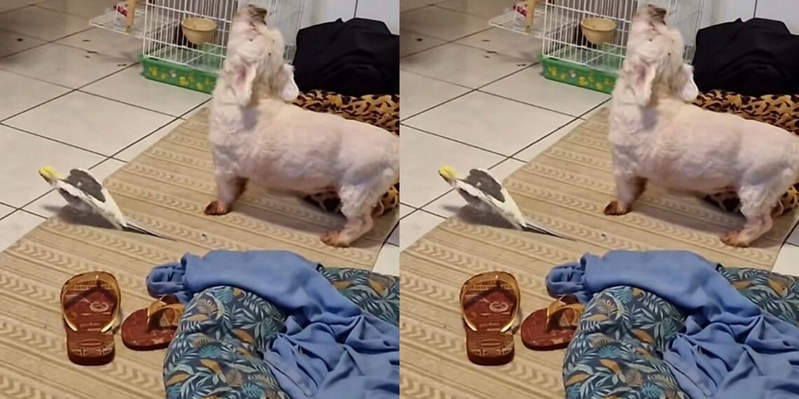 Shih-Tzu tenta cantar junto com calopsita e dueto inesperado diverte a internet