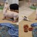 Shih-Tzu tenta cantar junto com calopsita e dueto inesperado diverte a internet