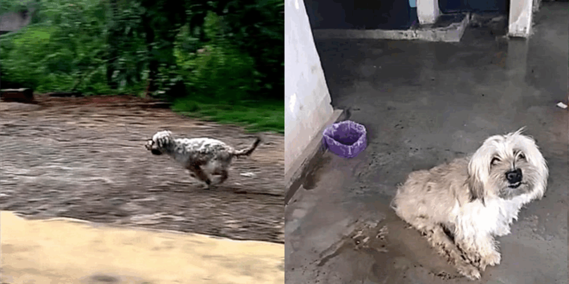 Cão resgatado com trauma na coluna volta a andar com fisioterapia, amor e rotina estruturada de cuidados