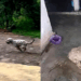 Cão resgatado com trauma na coluna volta a andar com fisioterapia, amor e rotina estruturada de cuidados