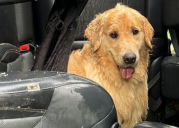 História de cão e gato ilesos após capotamento comove as redes sociais e abre alerta sobre segurança de animais na estrada