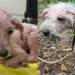 Família supera luto de quase 10 anos com a adoção de uma poodle resgatada