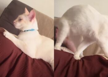 Gato reage ao primeiro movimento do bebê na barriga e conquista corações nas redes sociais
