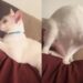 Gato reage ao primeiro movimento do bebê na barriga e conquista corações nas redes sociais