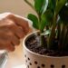 Essas 3 plantas aguentam mais de 35 °C e ainda deixam sua casa mais verde