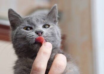 Seu gato lambe suas mãos? Entenda o que isso revela sobre esse comportamento