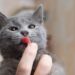 Seu gato lambe suas mãos? Entenda o que isso revela sobre esse comportamento