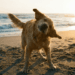 O que significa quando seu cachorro balança a cabeça?