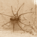 aranhas em casa