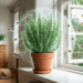 plantas que afastam carrapatos de casa