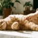 O que significa quando seu gato mostra a barriga?