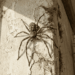 Como manter sua casa livre de aranhas mesmo nos dias mais quentes