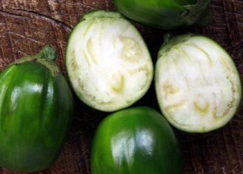 JILO VEGETAL