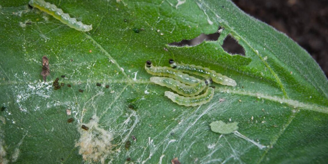 lagarta em planta