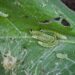 lagarta em planta