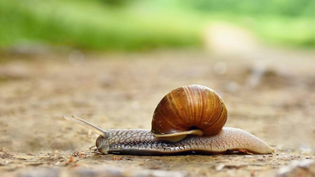 lesma e caracol