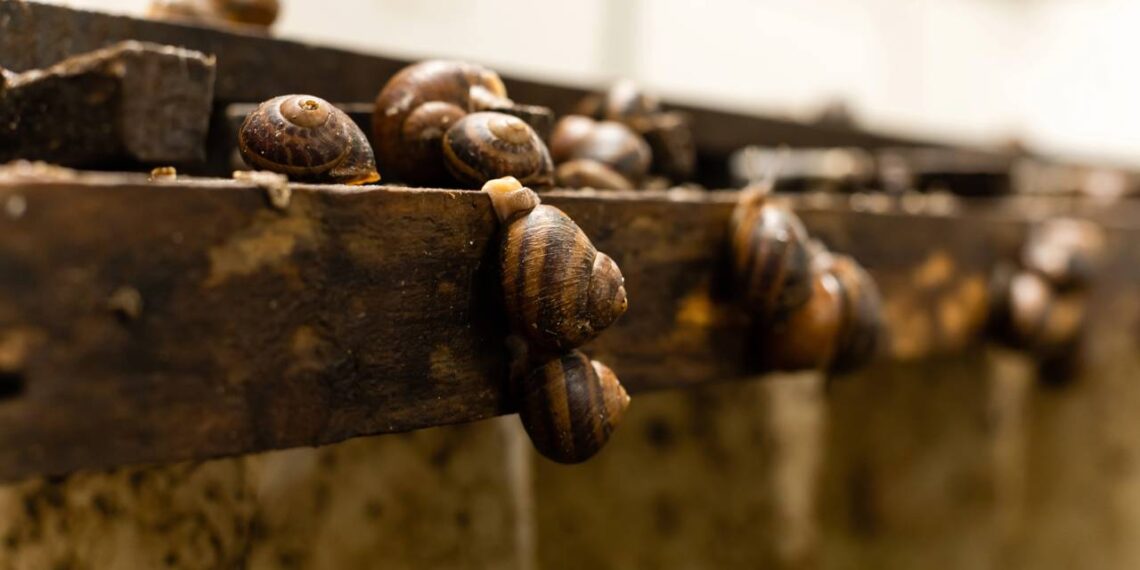 caracois terrestres