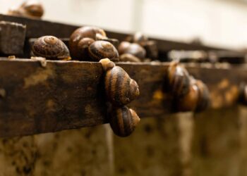 caracois terrestres