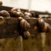 caracois terrestres