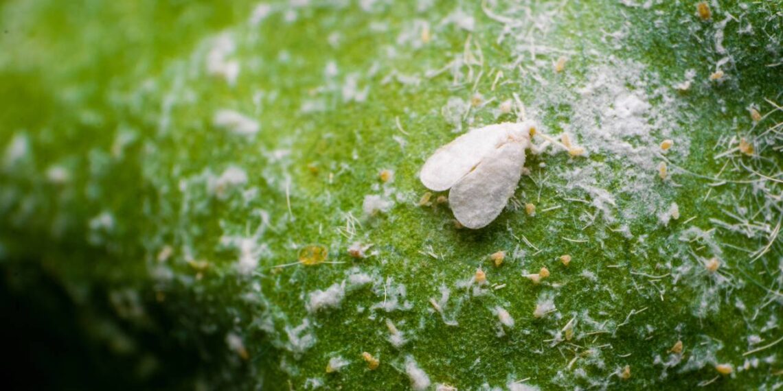mosca branca