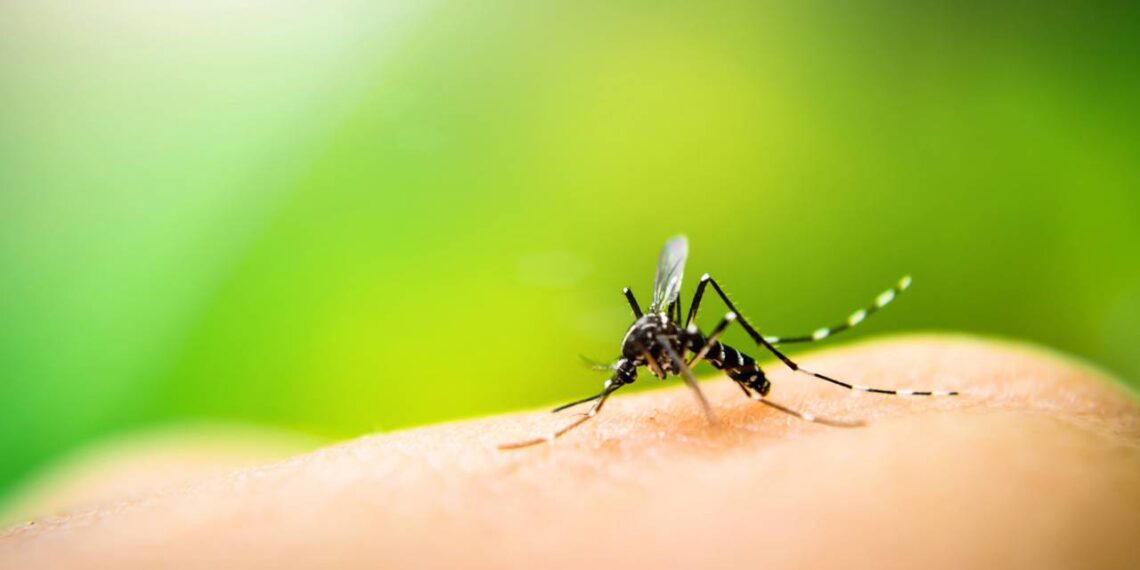 aedes aegypti