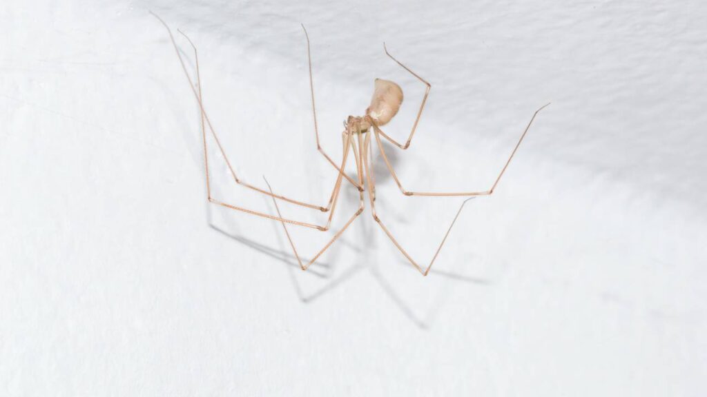aranhas de parede