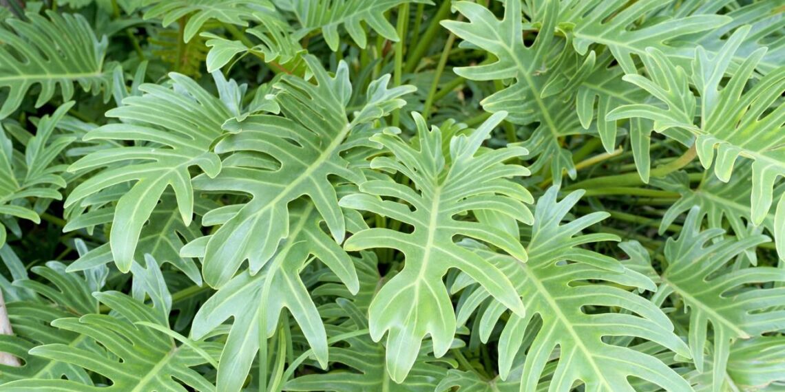 planta