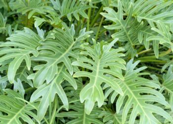 planta