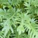 planta