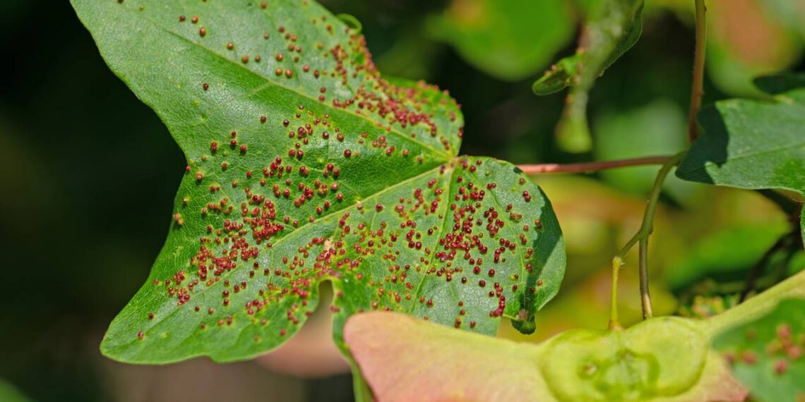 Plantas que ajudam a controlar ácaros e protegem folhas sem uso de químicos