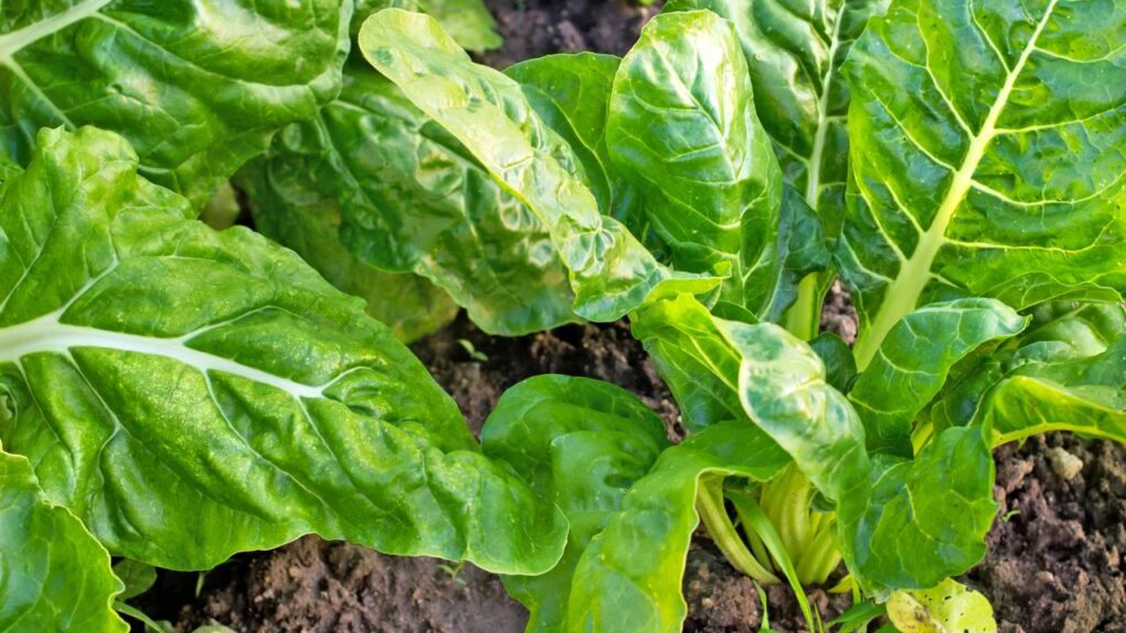acelga plantada