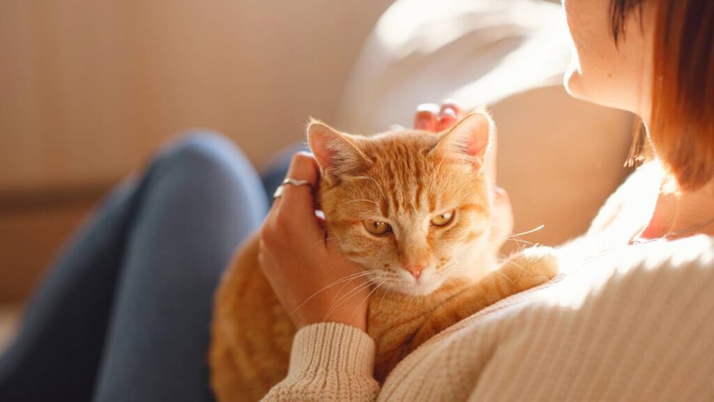 alergia a gatos