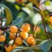 Como plantar ameixa nêspera e ter frutos doces no quintal em poucos anos