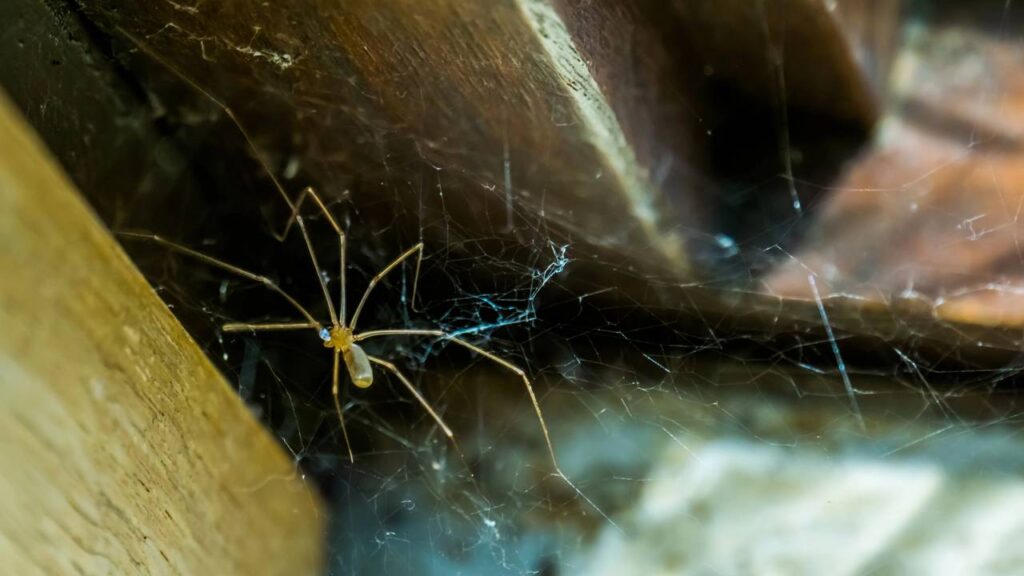 aranhas de parede
