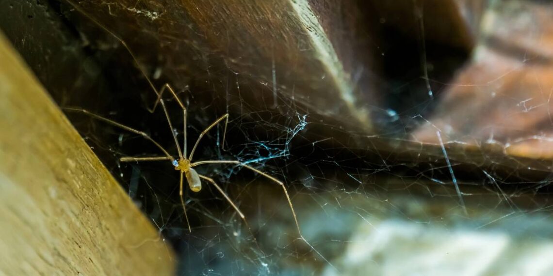 aranhas de parede