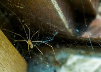 aranhas de parede