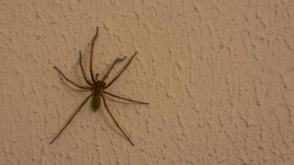 aranhas em casa