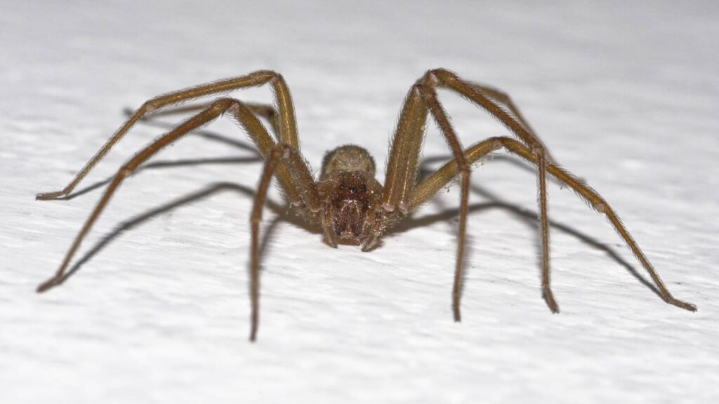 aranha