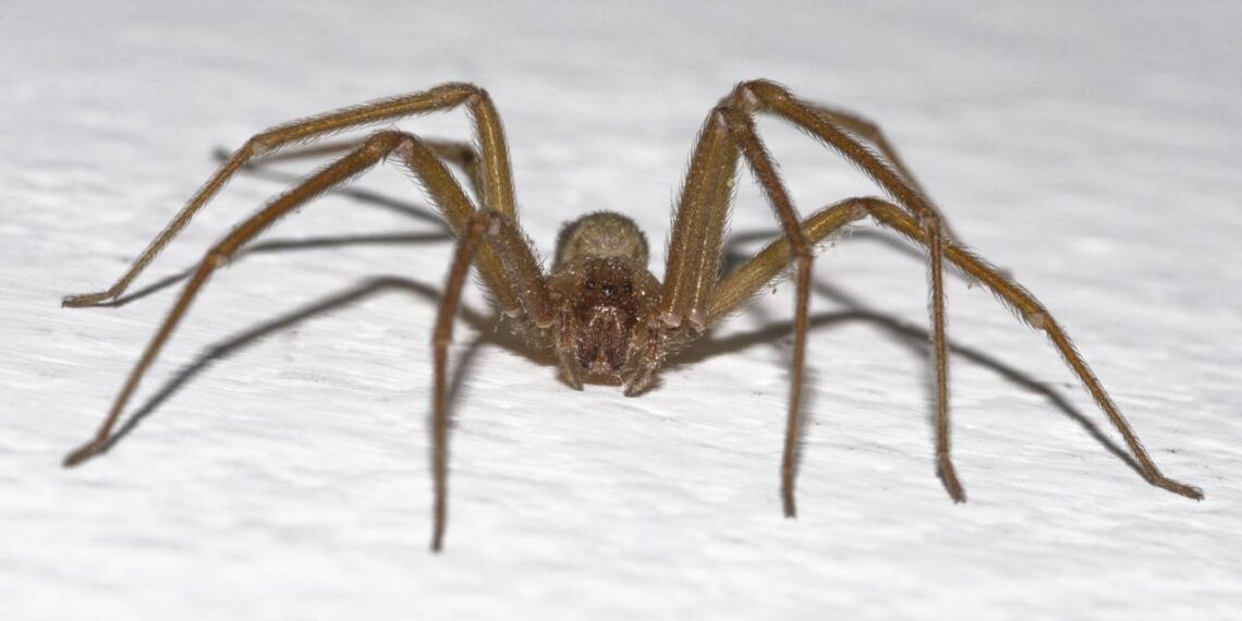 aranha
