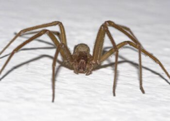 aranha