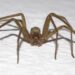 aranha