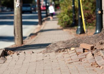 Jardim seguro? 4 espécies que valorizam o imóvel sem causar danos no piso