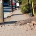Jardim seguro? 4 espécies que valorizam o imóvel sem causar danos no piso