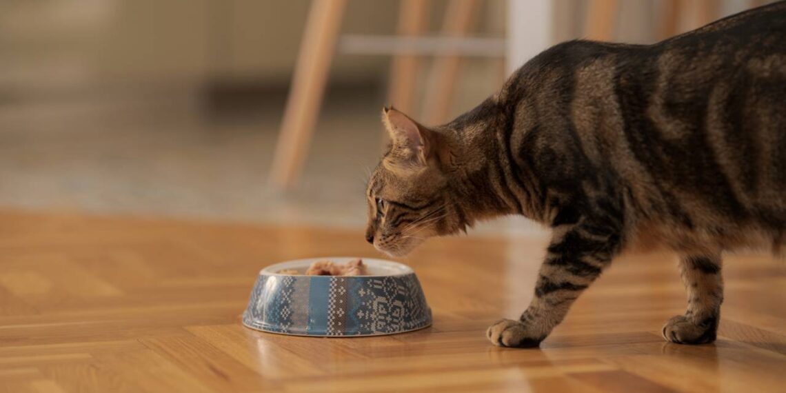 gato comendo atum