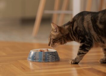 gato comendo atum