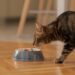 gato comendo atum