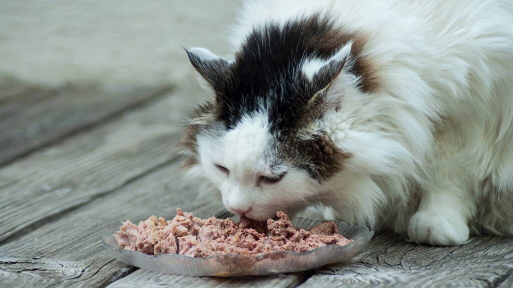 gato comendo atum