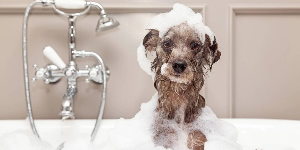 amenizar o calor dos cachorros no verão